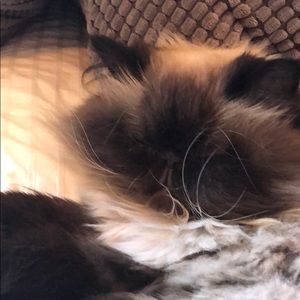 Meet your Posher, Alicia